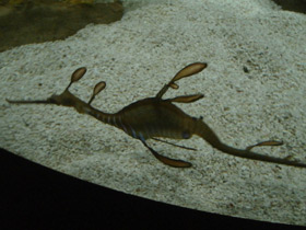 Смотреть фото Морской дракон обыкновенный Фото Морской дракон обыкновенный