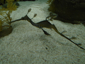 Смотреть фото Морской дракон обыкновенный Фото Морской дракон обыкновенный