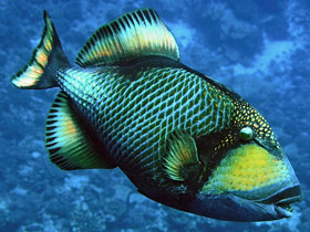 Фото Голубопёрый балистод