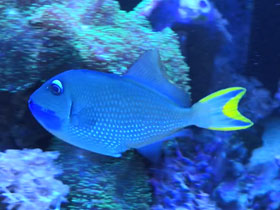 Фото Синелицый ксантихт