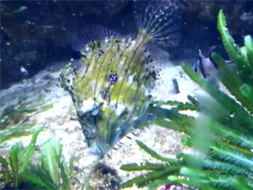 Фото Хетодерма