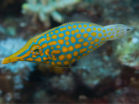 Смотреть фото Длиннорылый оксимонакант Фото Длиннорылый оксимонакант