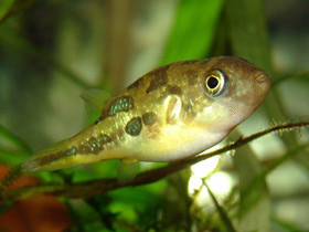 Фото Зелёный кузовок