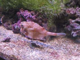 Фото Горбатый кузовок