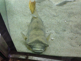 Фото Тетрадон мбу