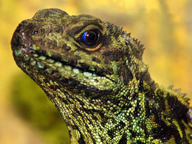 Фото Амбоинская парусная агама