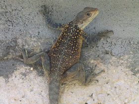 Смотреть фото Гималайская агама Фото Гималайская агама