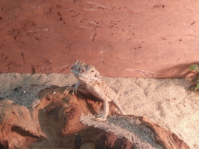 Смотреть фото Ушастая круглоголовка Фото Ушастая круглоголовка