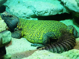 Фото Западный шипохвост