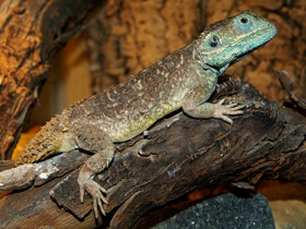 Фото Щитоносная ксенагама