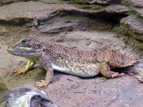 Смотреть фото Ксенагама Тейлора Фото Ксенагама Тейлора