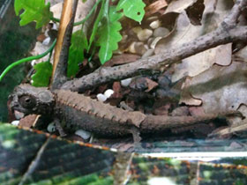 Смотреть фото Брукезия Фото Брукезия