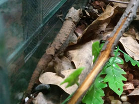 Смотреть фото Брукезия Фото Брукезия