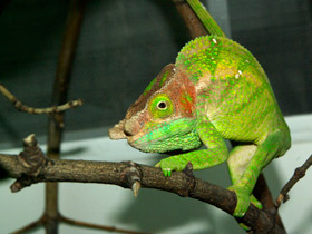 Фото Хамелеоны: виртуозы камуфляжа