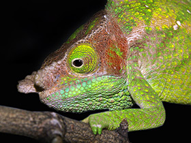 Смотреть фото Хамелеон О'Шонесси Фото Хамелеон О'Шонесси