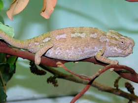 Фото Европейский хамелеон