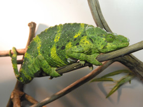 Хамелеон Меллера Хамелеон Меллера