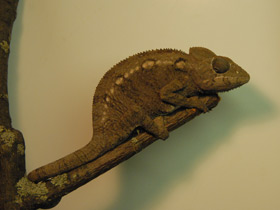 Смотреть фото Хамелеон Осталети Фото Хамелеон Осталети