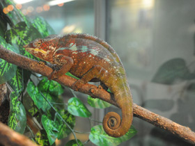 Фото Пантеровый хамелеон