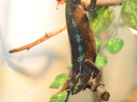 Фото Пантеровый хамелеон