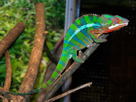 Фото Хамелеоны: виртуозы камуфляжа