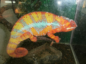 Фото Пантеровый хамелеон