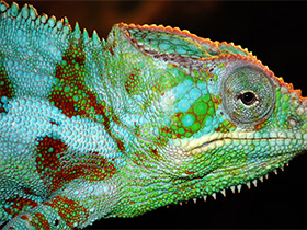 Фото Пантеровый хамелеон