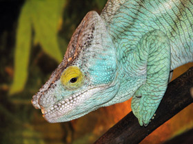 Фото Хамелеоны: виртуозы камуфляжа