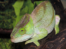 Фото Хамелеоны: виртуозы камуфляжа