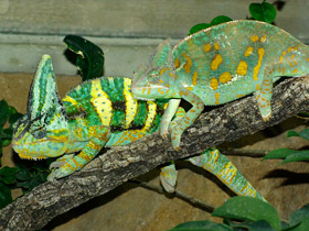 Фото Хамелеоны: виртуозы камуфляжа