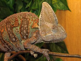 Фото Хамелеоны: виртуозы камуфляжа