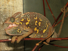 Фото Хамелеоны: виртуозы камуфляжа