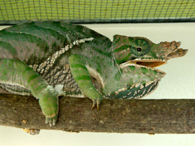 Фото Хамелеоны: виртуозы камуфляжа