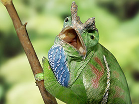 Смотреть фото Двуполосый хамелеон Фото Двуполосый хамелеон