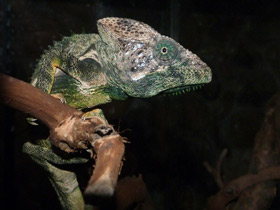 Фото Хамелеоны: виртуозы камуфляжа