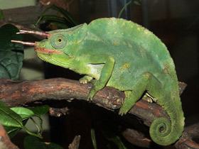 Фото Хамелеоны: виртуозы камуфляжа