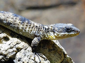 Смотреть фото Восточноафриканский поясохвост Фото Восточноафриканский поясохвост