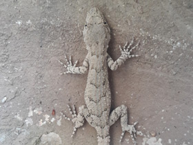 Смотреть фото Серый геккон Фото Серый геккон