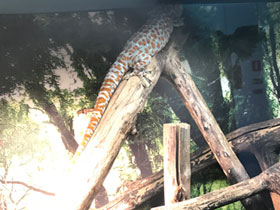 Смотреть фото Геккон токи Фото Геккон токи