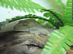 Гигантский геккон-бананоед Гигантский геккон-бананоед