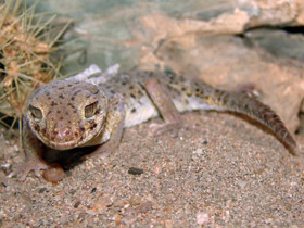 Смотреть фото Сцинковый геккон Пржевальского Фото Сцинковый геккон Пржевальского