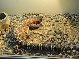 Фото Самые медлительные животные. Топ - 10