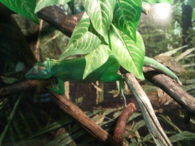 Фото Анолис-рыцарь