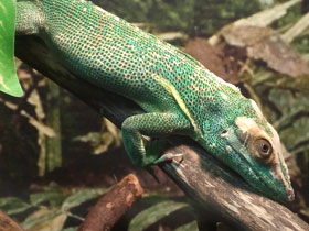 Фото Анолис-рыцарь