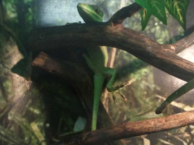 Фото Анолис-рыцарь