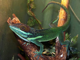 Фото Гигантский пятнистый анолис