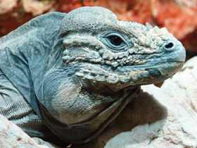 Смотреть фото Игуана-носорог Фото Игуана-носорог