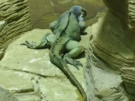 Смотреть фото Игуана-носорог Фото Игуана-носорог