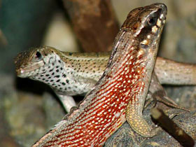 Фото Испаньольская масковая игуана