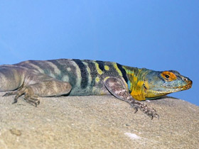 Смотреть фото Каменная игуана Фото Каменная игуана